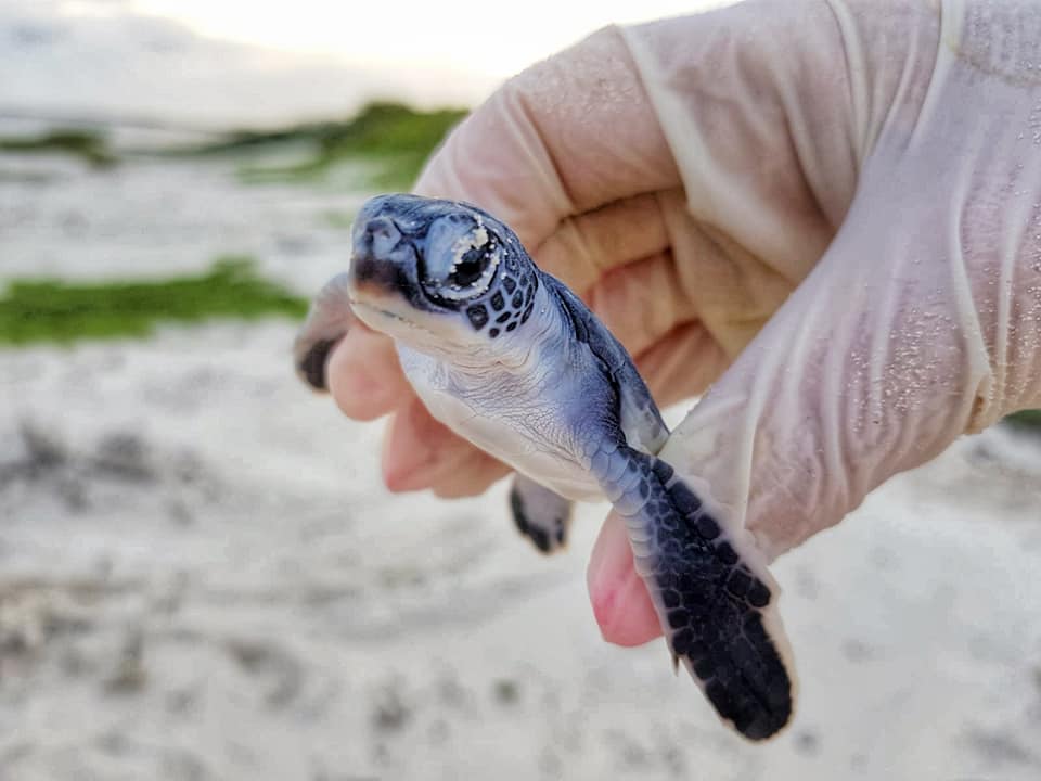 Volunteering on Vacation: Releasing Sea Turtles in Mexico - Explore With  Erin