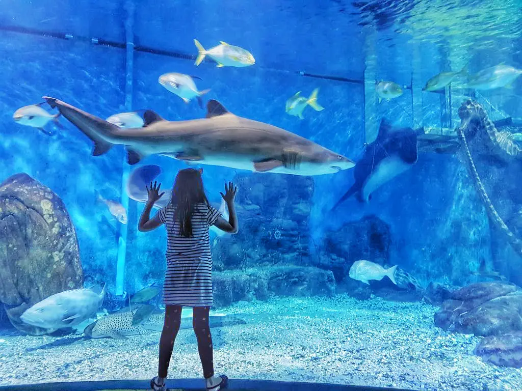 Things To Do With Kids In Melbourne - Sealife