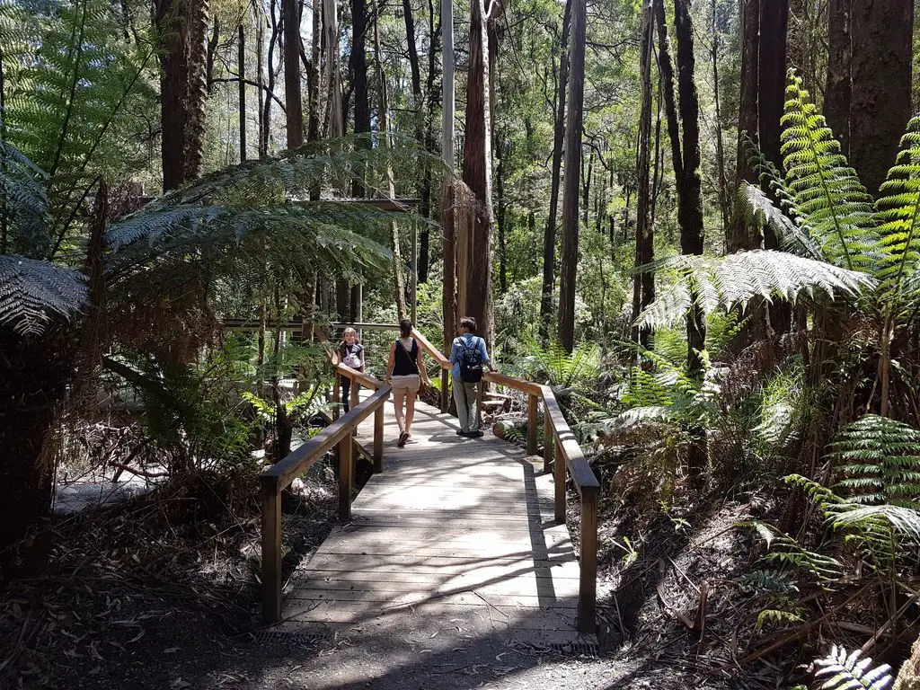 Otway Fly Treetop Adventures - Treetop Walk