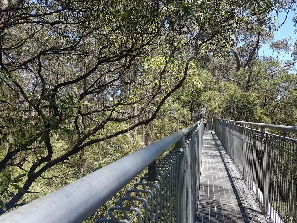 Otway Fly Treetop Adventures - Treetop