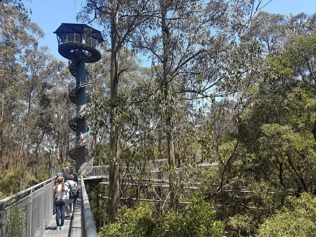 Otway Fly Treetop Adventures - - Treetop spire