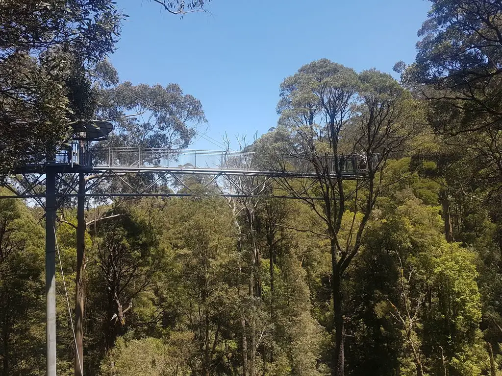 Otway Fly Treetop Adventures - Treetop walk