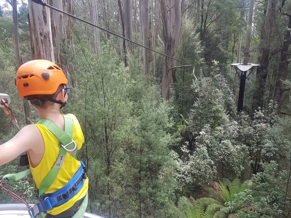 Otway Fly Treetop Adventures - Caius is ready
