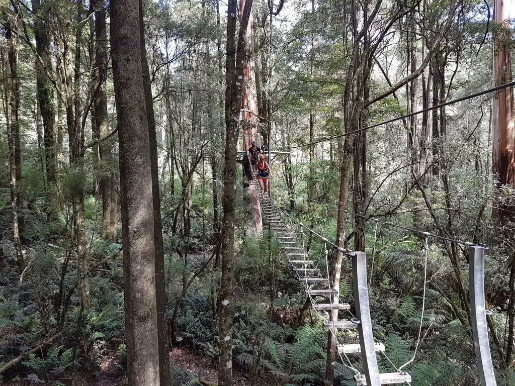 Otway Fly Treetop Adventures - Bridge