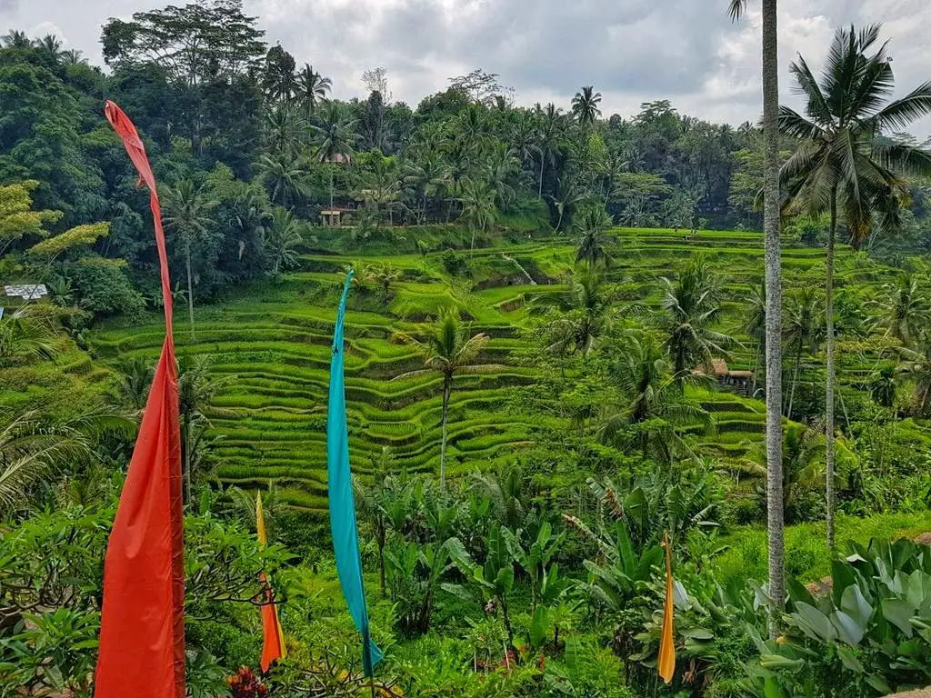 Things To Do In Ubud - Rice terrace