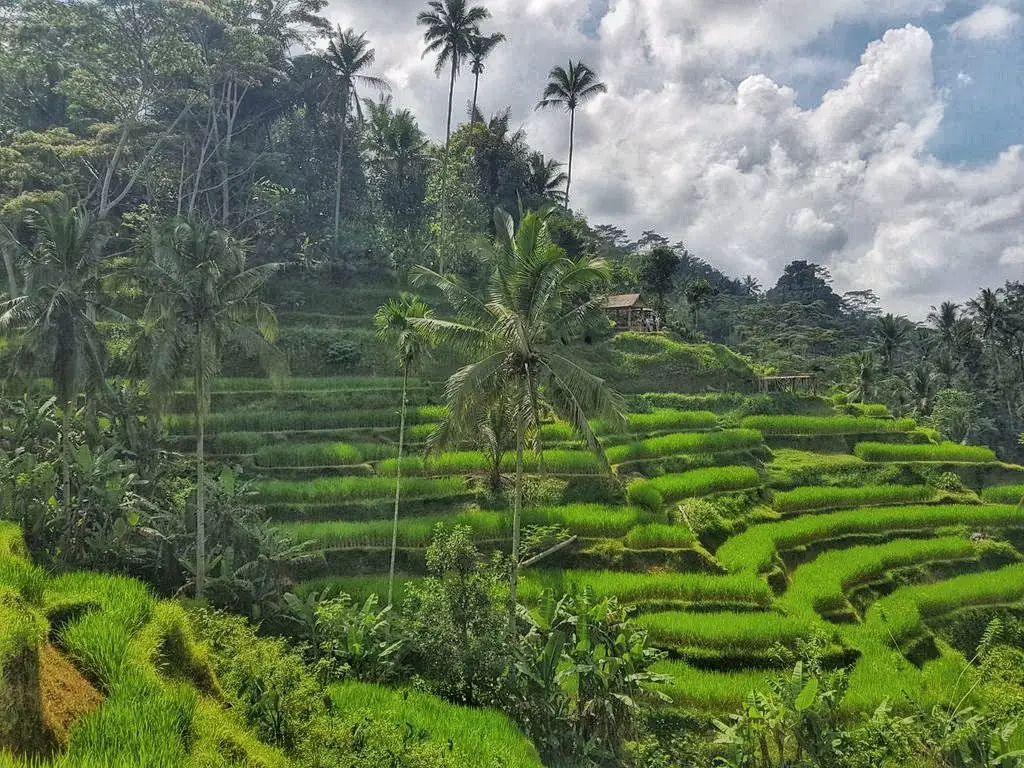 Things To Do In Ubud - Rice terrace