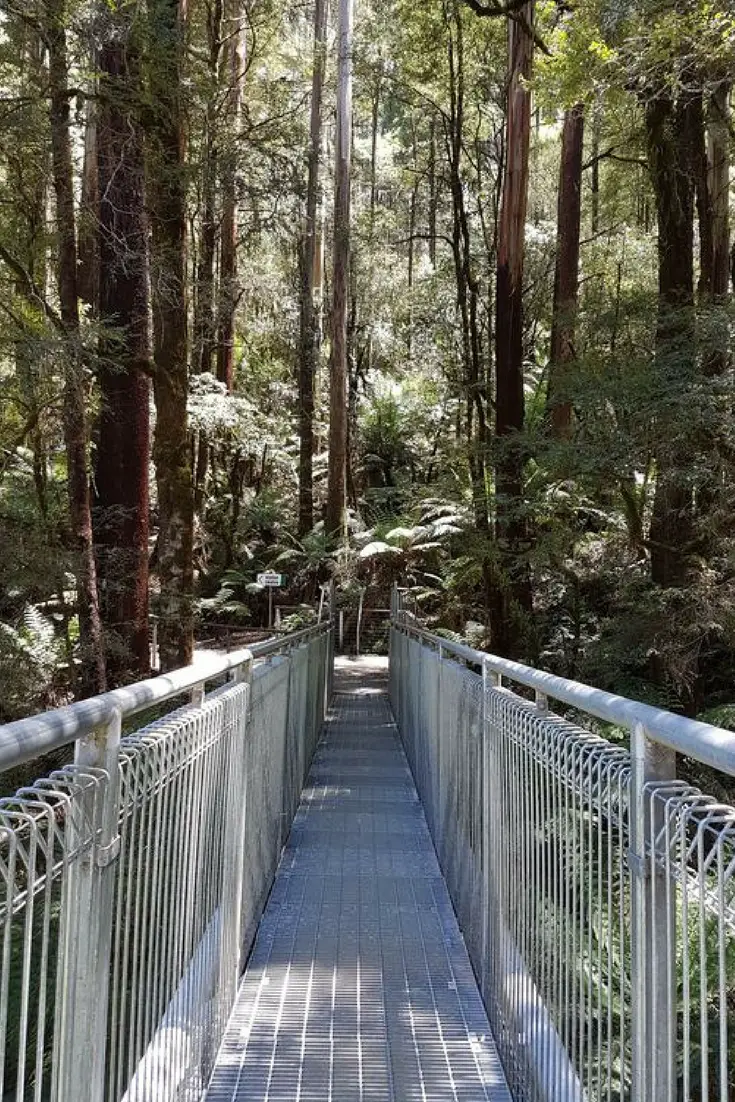 Otway Fly Treetop Adventures - the highest treetop walk in the world. Take the kids this school holidays. Victoria, Australia