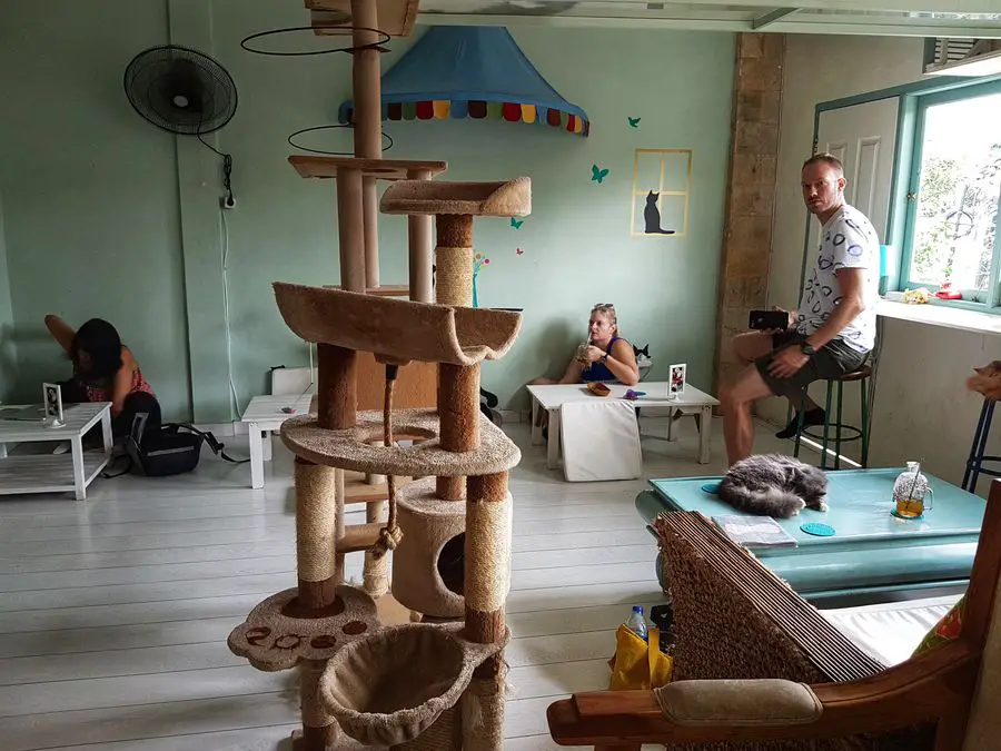 Bali With Kids: Cat restuarant