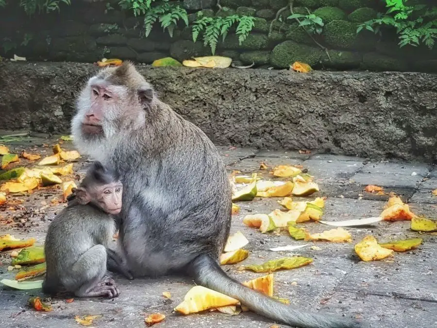 Bali With Kids: Monkey Forest Ubud