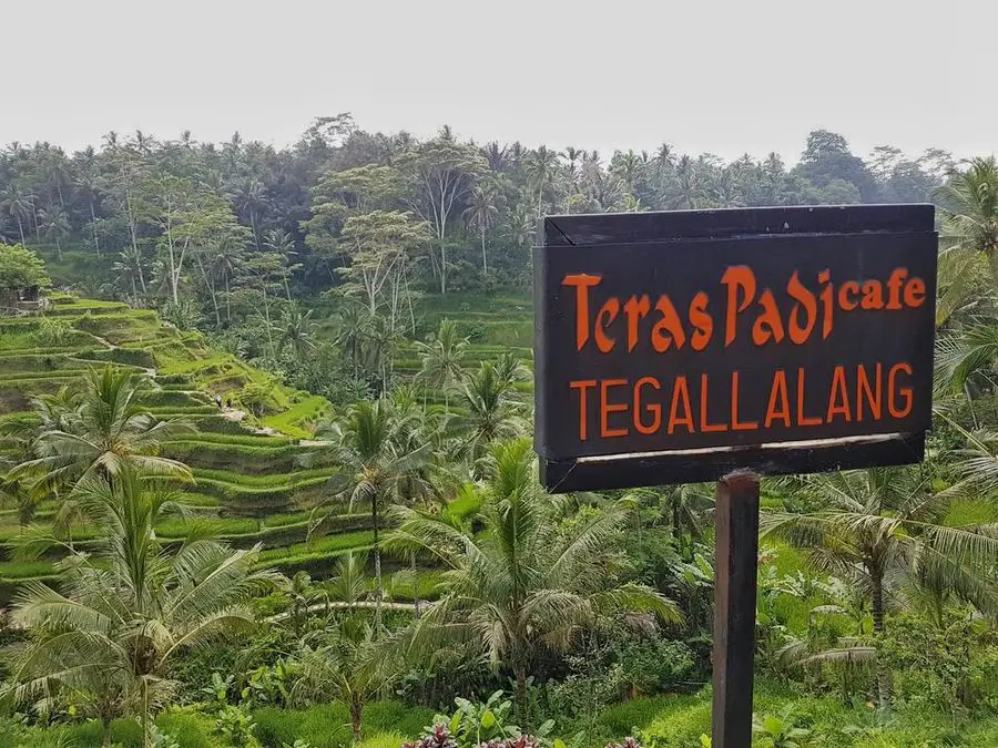 Bali With Kids: Rice paddies