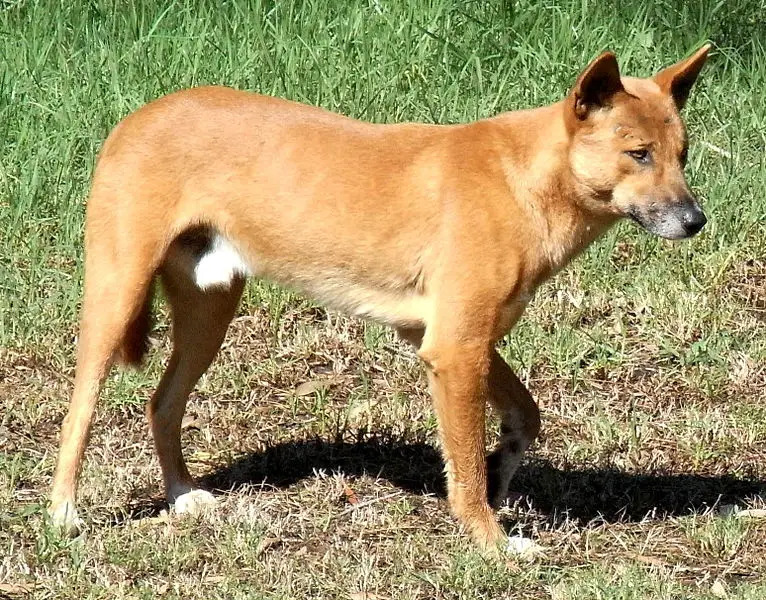 australian animals dingo