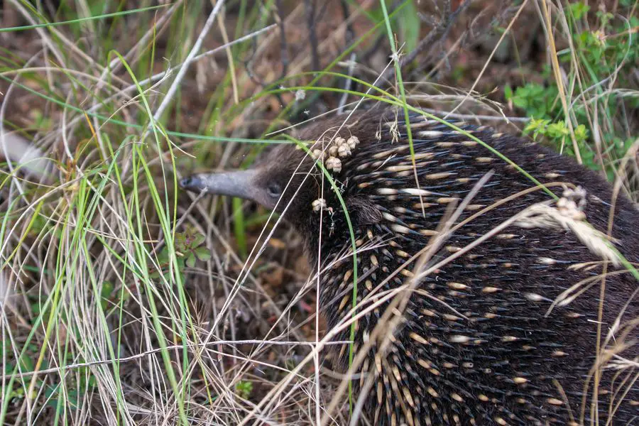 can you eat cute australian animals - echidna