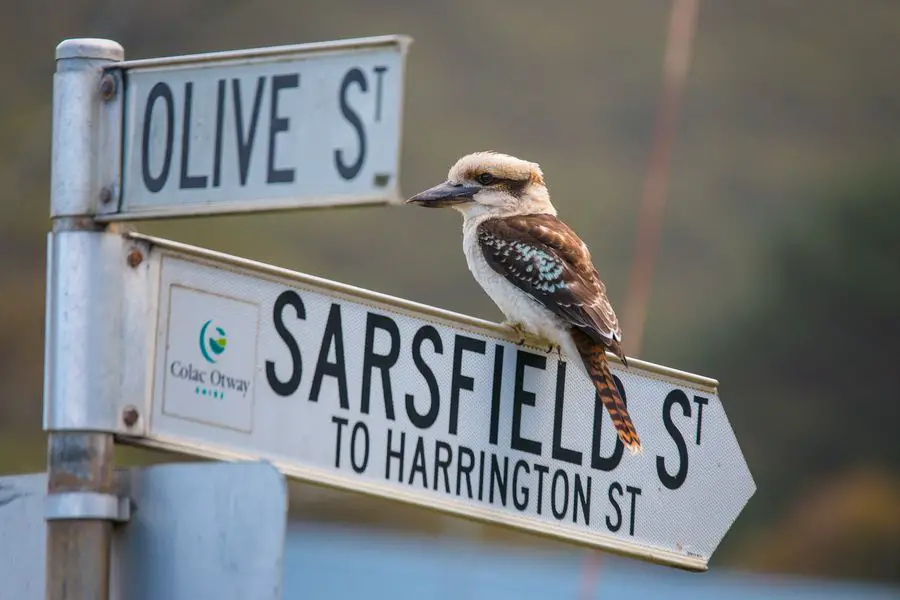 can you eat cute australian animals - kookaburra