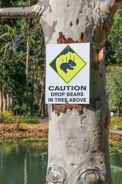 Deadly Australian Animals - drop bear