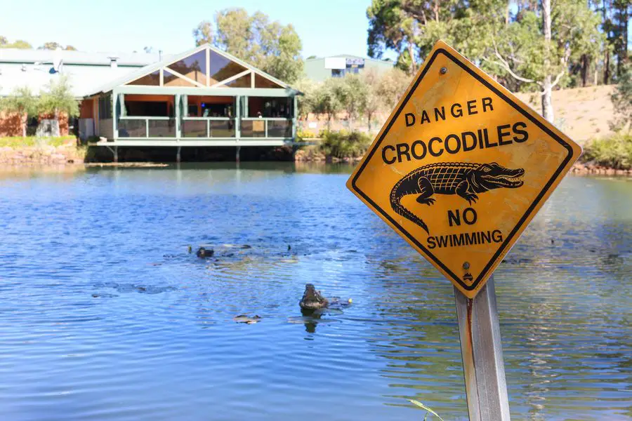 Deadly Australian Animals - crocodile