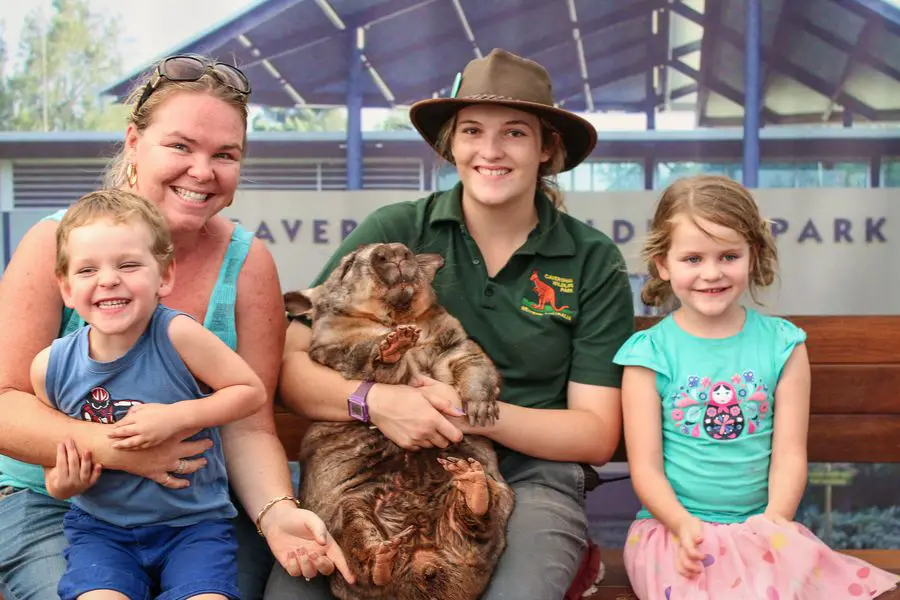 can you eat cute australian animals - wombat