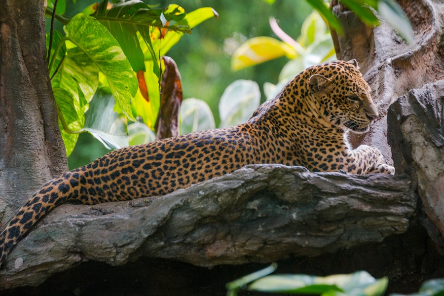 Bali Safari Park Honest Family Review - cheetah