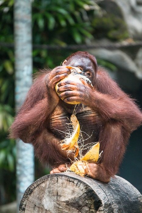 Bali Safari Park Orangutan