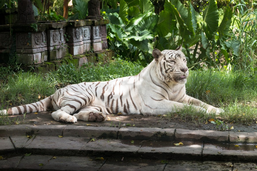 Bali Safari Park White tiger