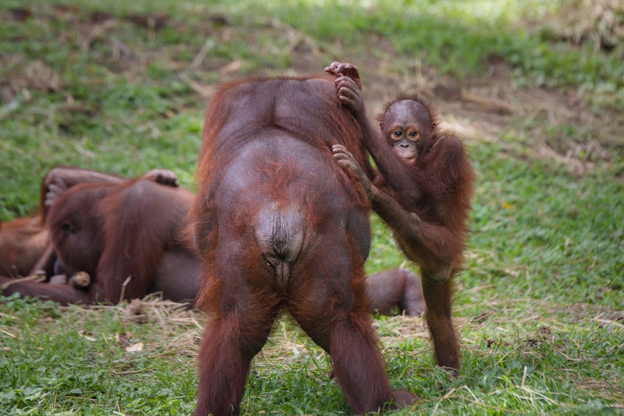 Bali Safari Park orangutans