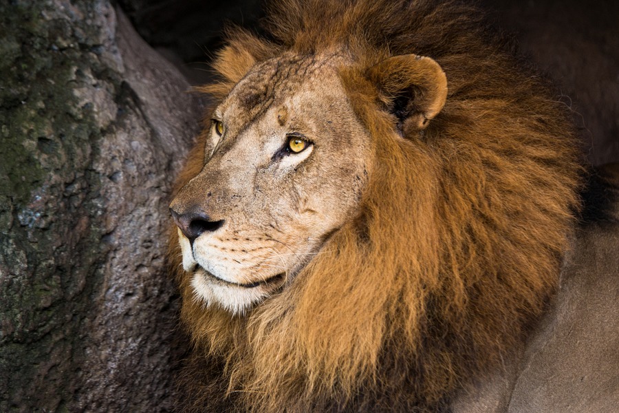 Bali Safari Park Honest Family Review - lion