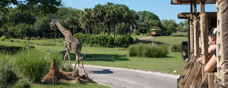 Disney VIP Tours - Giraffe
