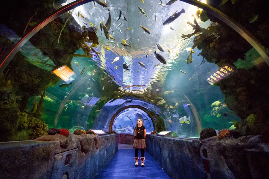 Things To Do In The Mall Of America With Kids - SEALIFE