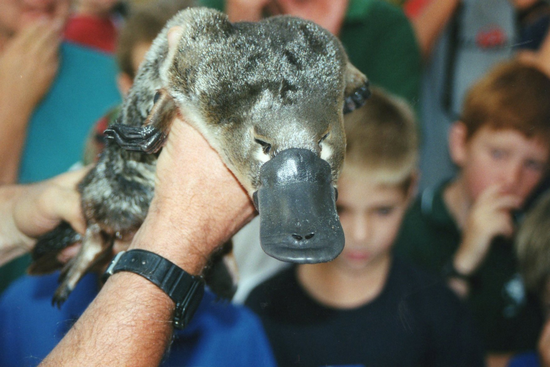 can you eat cute australian animals - platypus