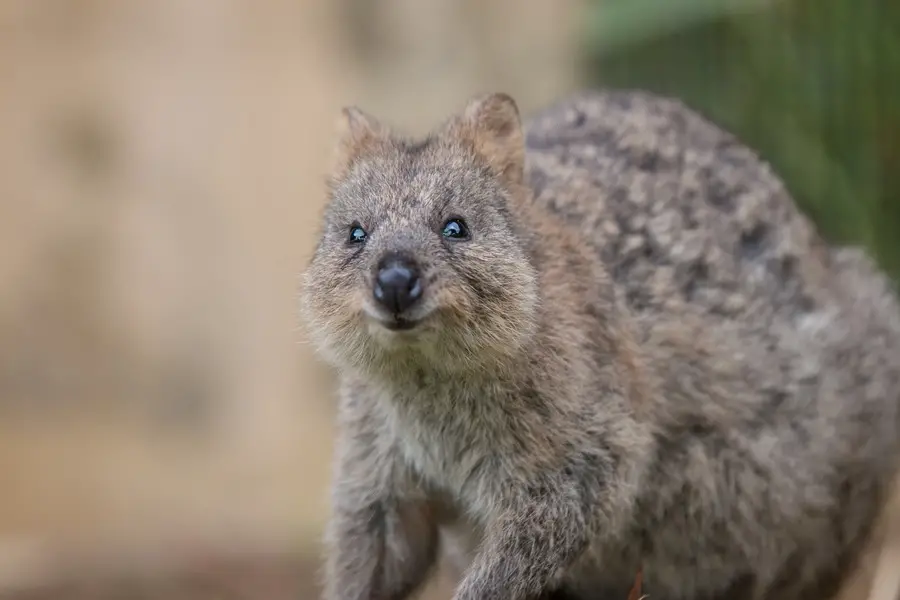 Things To Do When The Border Opens in Australia - quokka