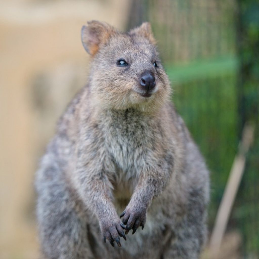 Can You Eat Cute Australian Animals? - Explore With Erin