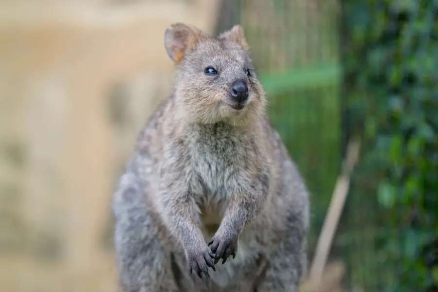 can you eat cute australian animals - quokka