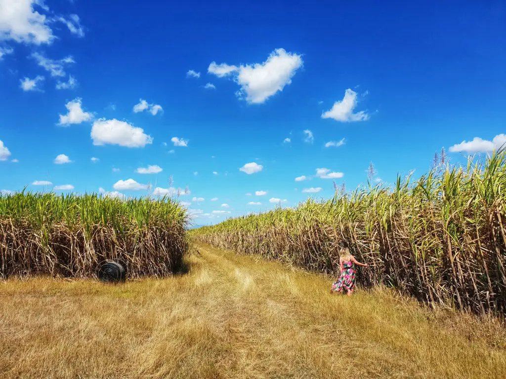Whitsundays family vacation - Prosperine sugar canes