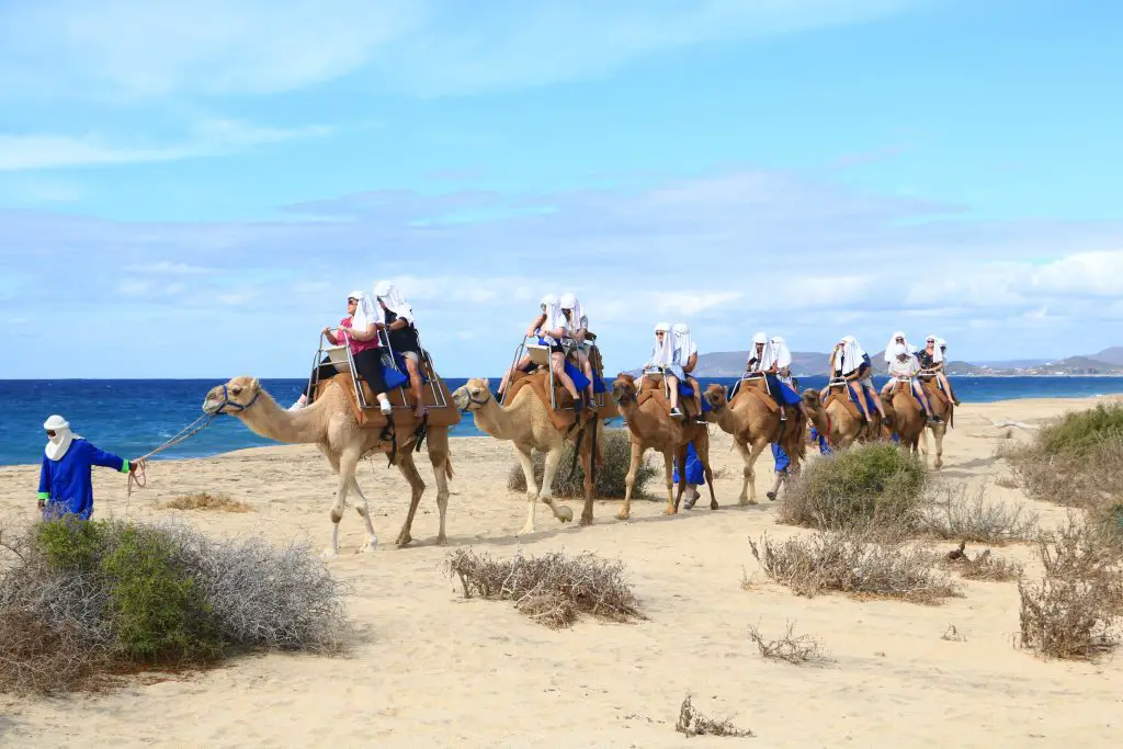 3 best beach adventures in Cabo - Camel ride