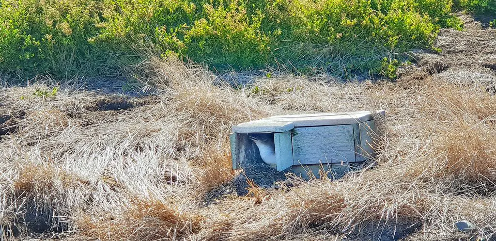 Things To Do When The Border Opens in Australia - penguin