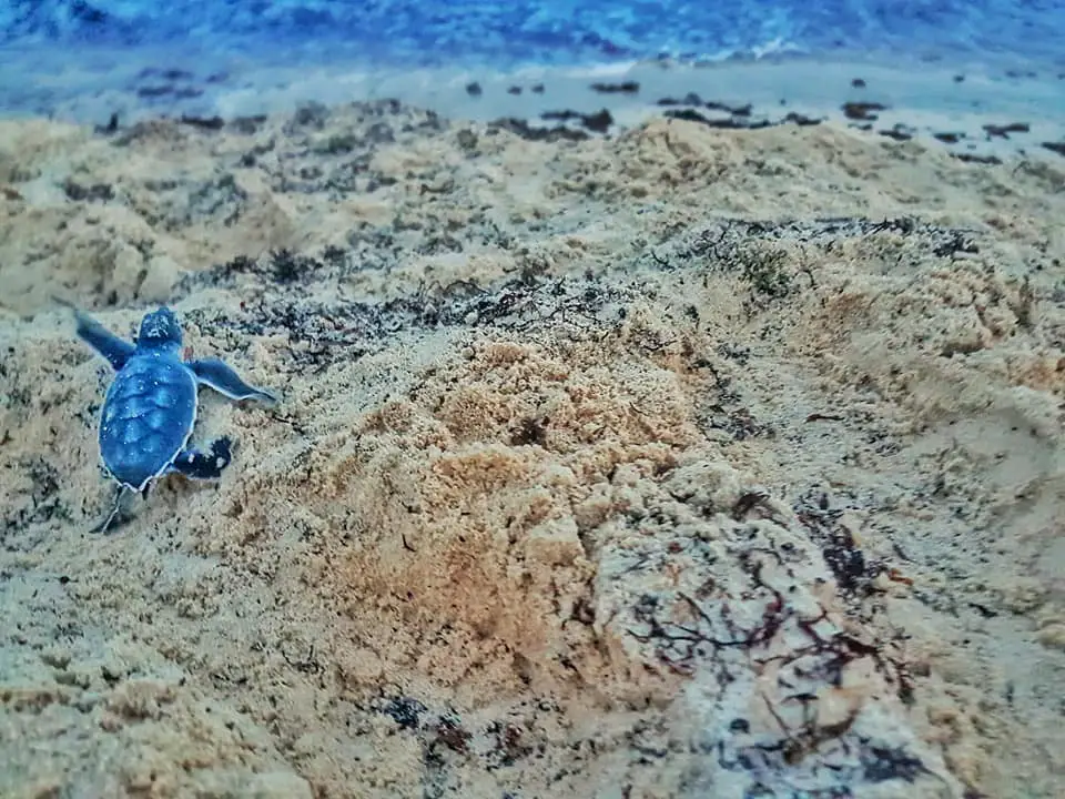 Releasing Sea Turtles: Turtle
