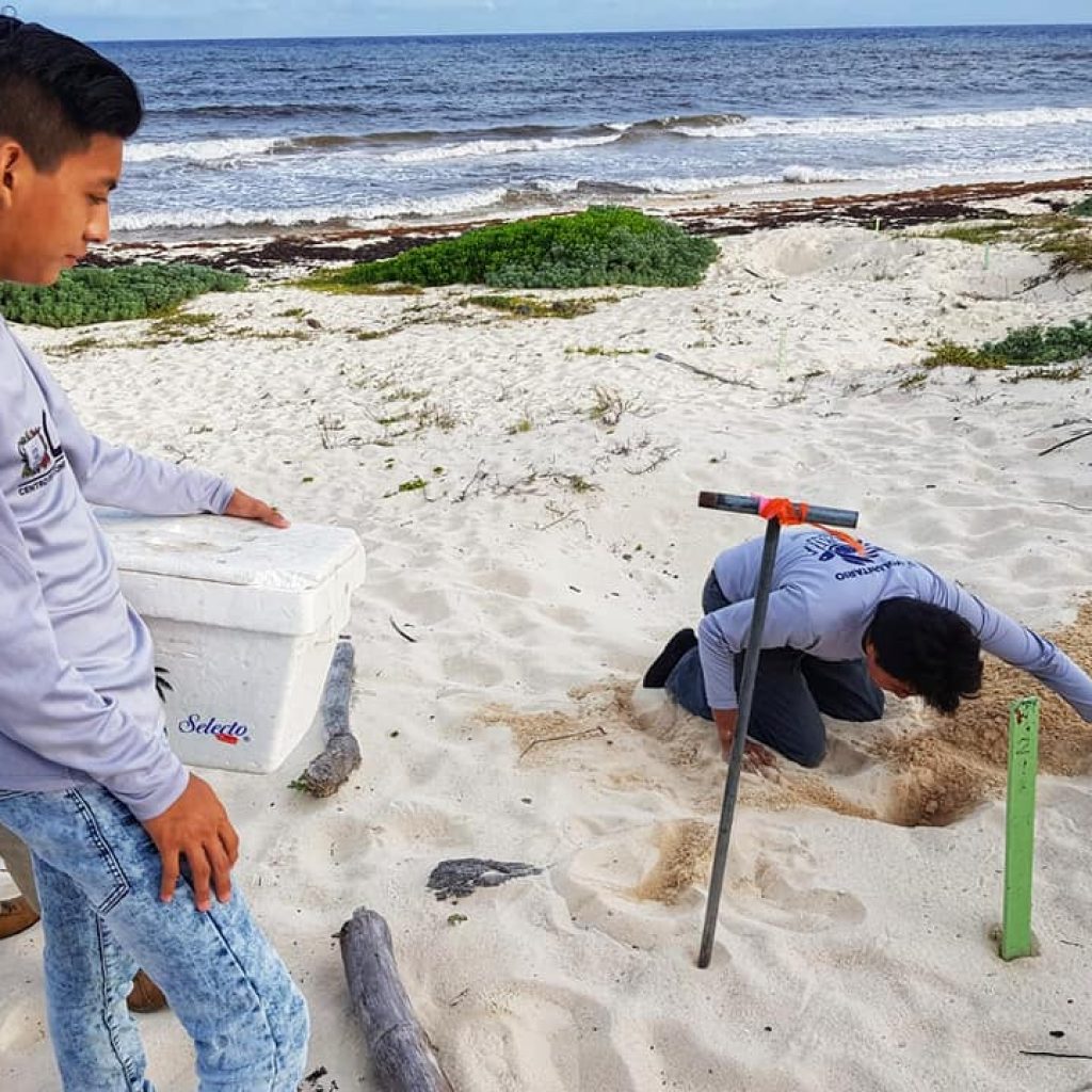Volunteering on Vacation: Releasing Sea Turtles in Mexico - Explore ...