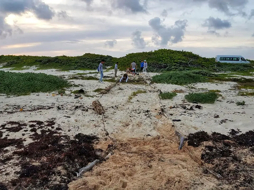 Releasing Sea Turtles - Path