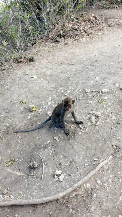 Nusa Penida With a Local - Monkeys