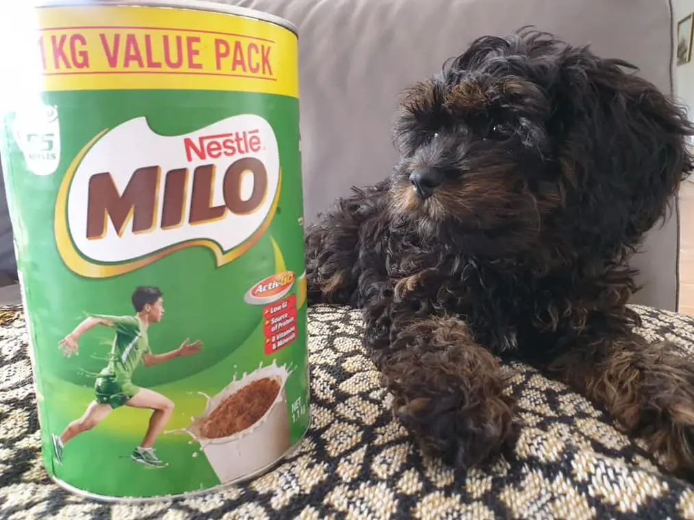 Australia Food - Milo