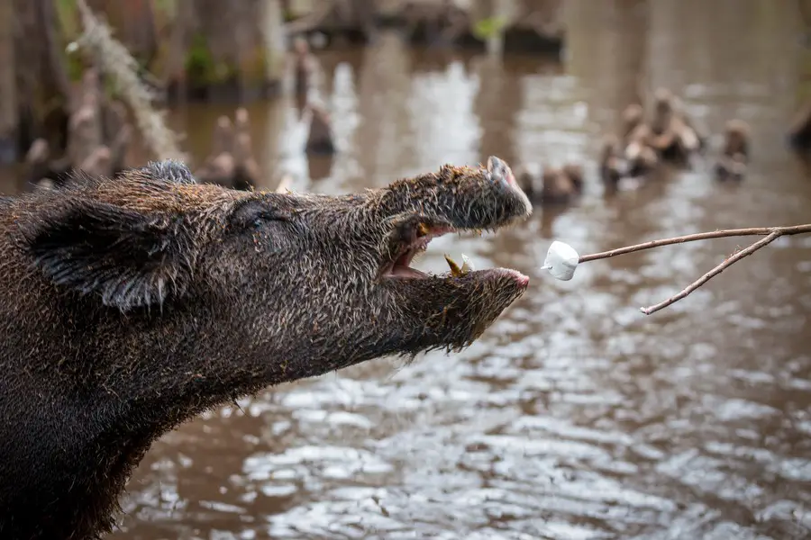 New Orleans with kids  - swamp pig