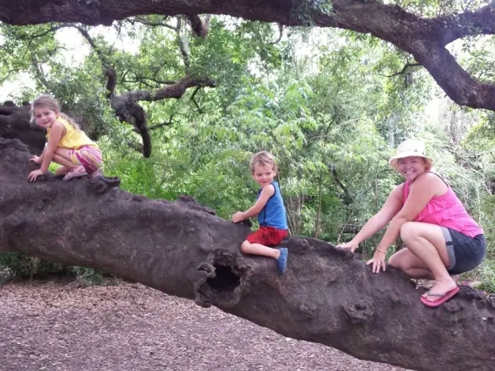 New Orleans with kids - tree