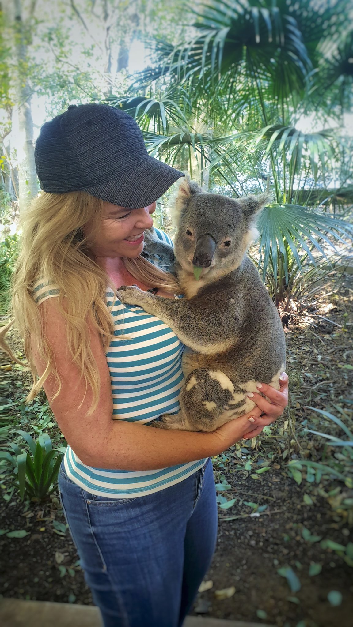 can you eat cute australian animals - koala