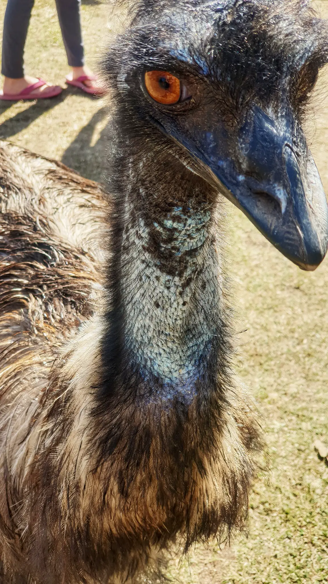 can you eat cute australian animals - emu
