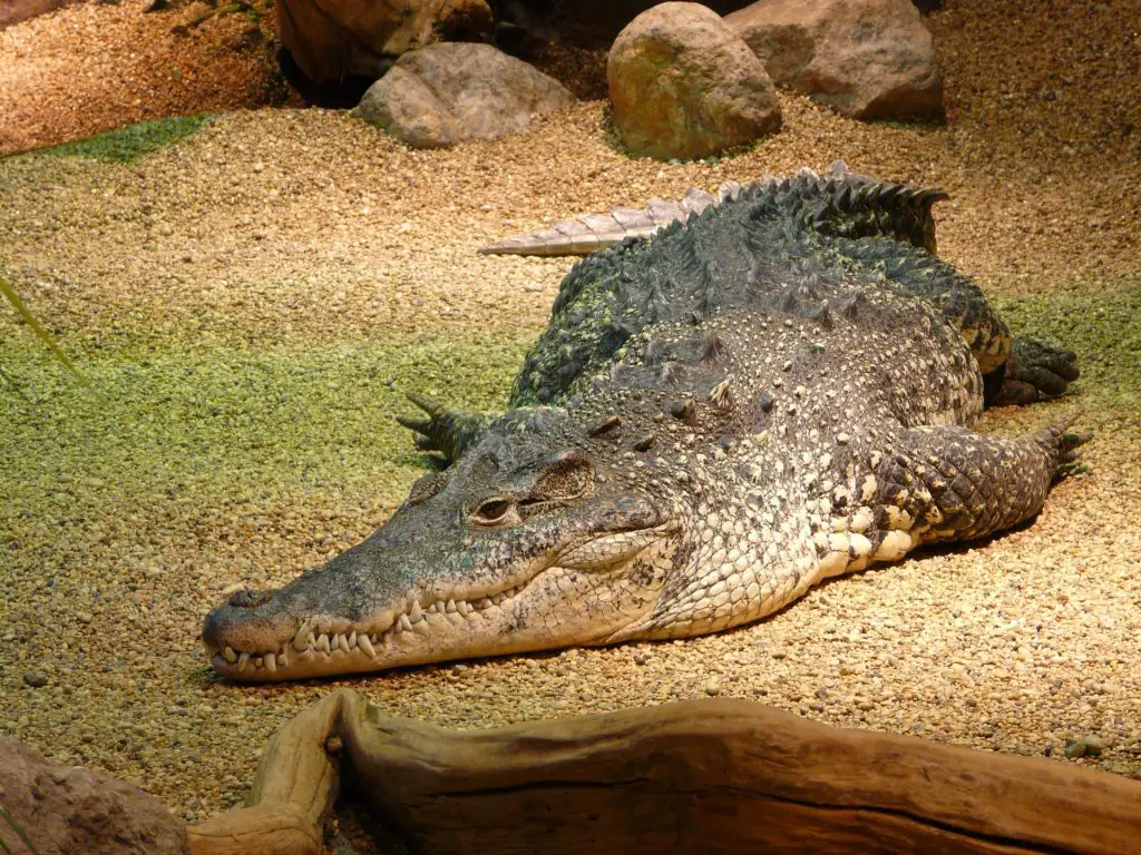 Deadly Australian Animals - croc