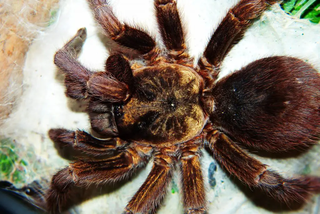 Deadly Australian Animals - spider