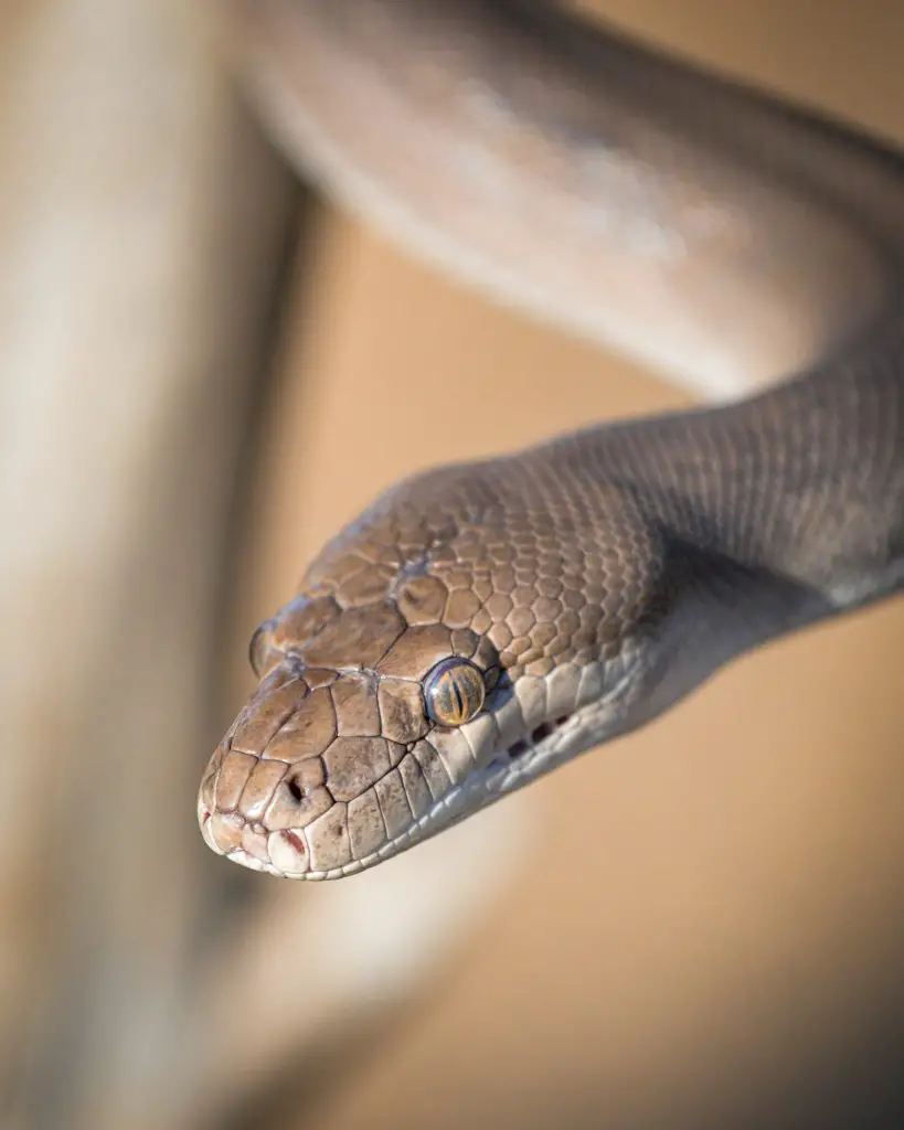 Deadly Australian Animals - snake