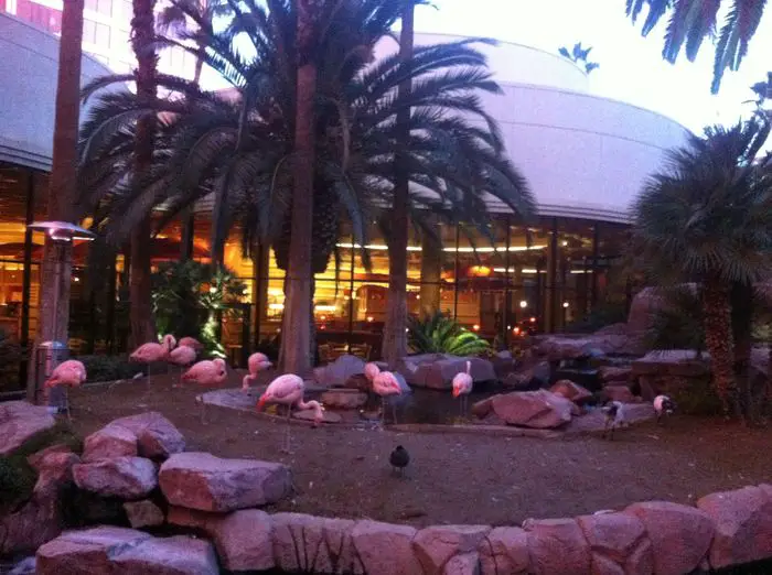 Las Vegas with kids - Flamingo