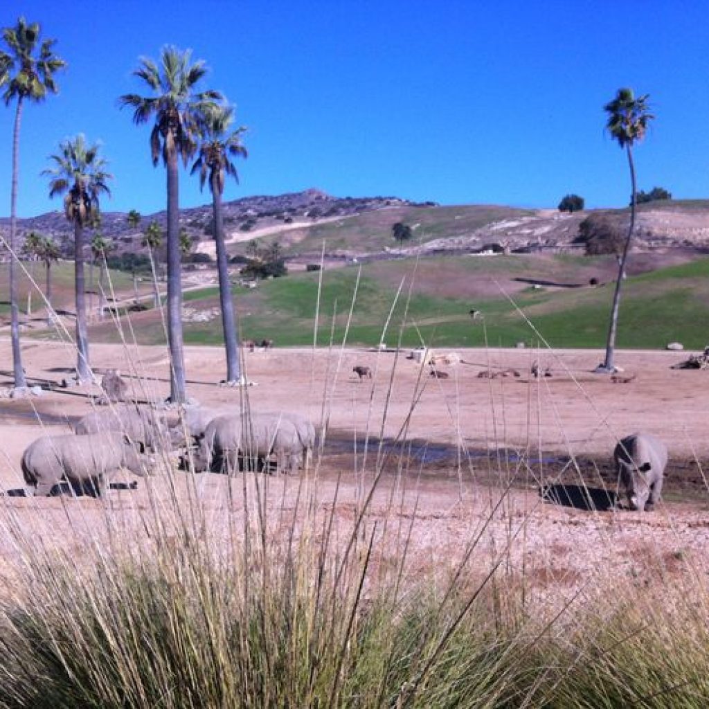 5 Things to do at San Diego Safari Park - Explore With Erin