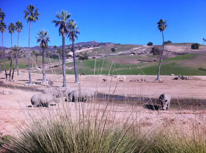 safari park san diego things to do