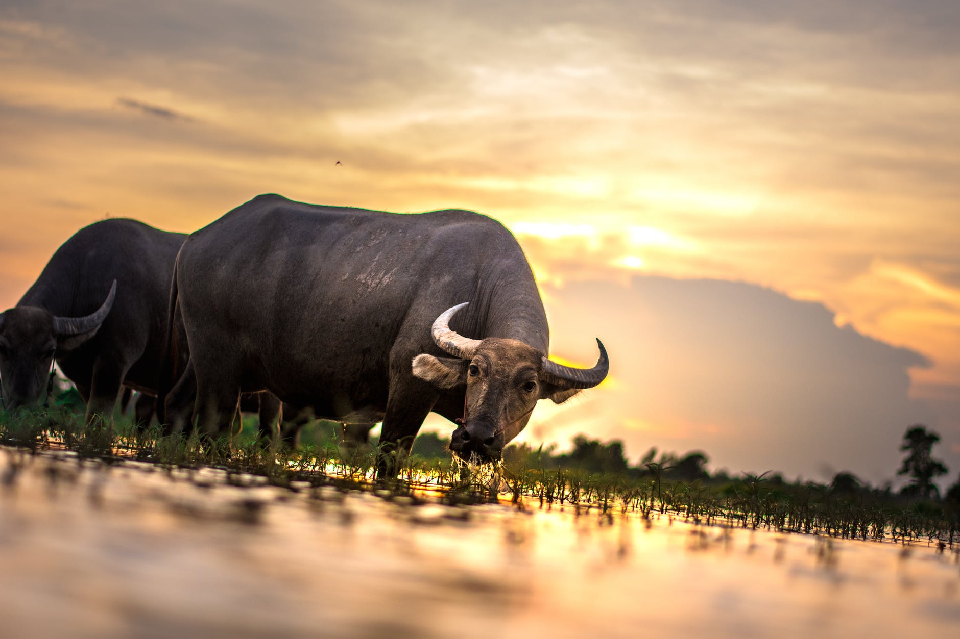 agriculture animals asia buffalo